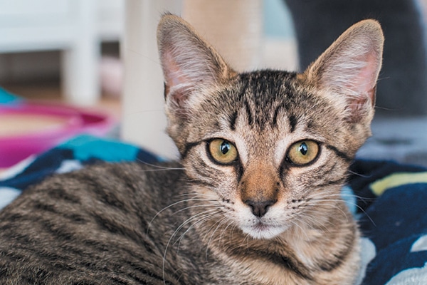 A brown tabby cat. 