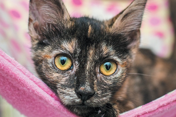 black cat with orange spots