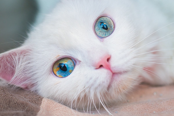 A white cat with blue eyes. 
