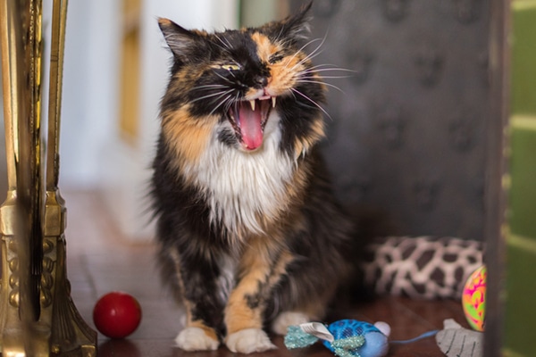 A calico cat growling or hissing. 
