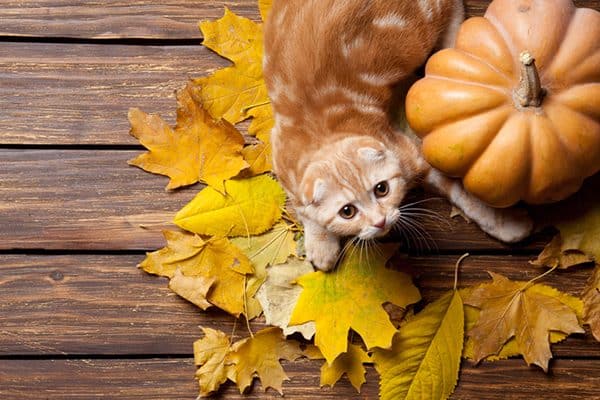 An orange cat with colorful fall leaves and an autumn pumpkin.