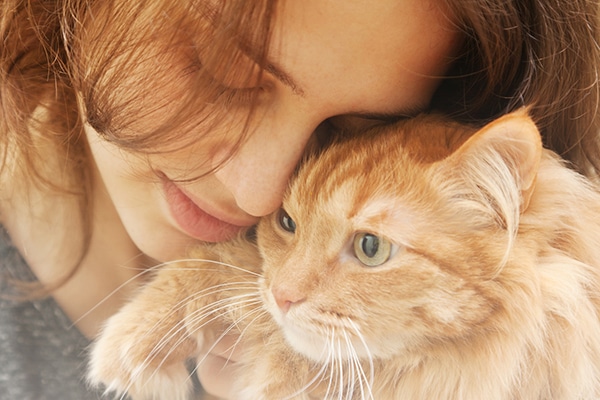 An orange cat headbutting his human.