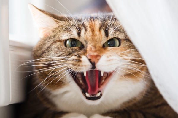 An angry cat growling, hissing or hiding.