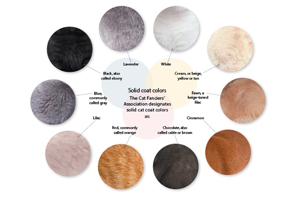 Cat Coat Color Genetics Chart