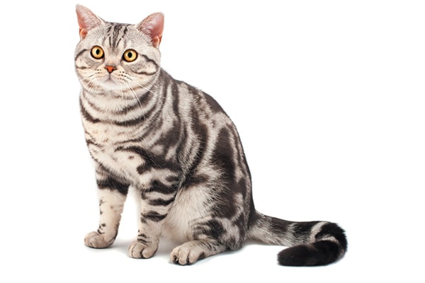 A classic or blotched tabby cat.