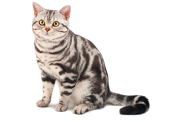 Tabby Cat: Breed Profile, Characteristics & Care