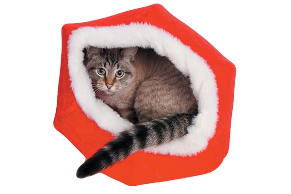 Run down the Christmas Cat Ball at thecatball.com.