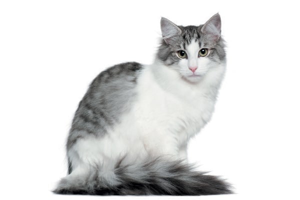 A gray and white Norwegian Forest Cat.