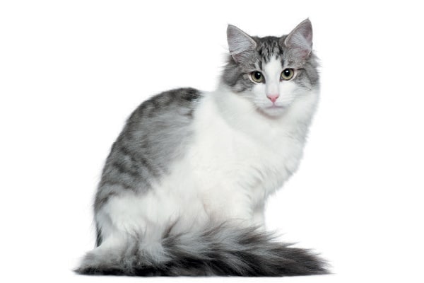 images of norwegian forest cats