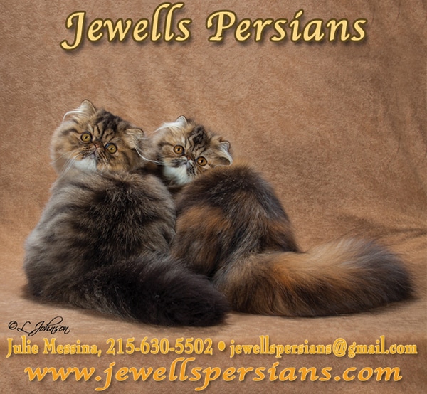 Jewell's Persians.