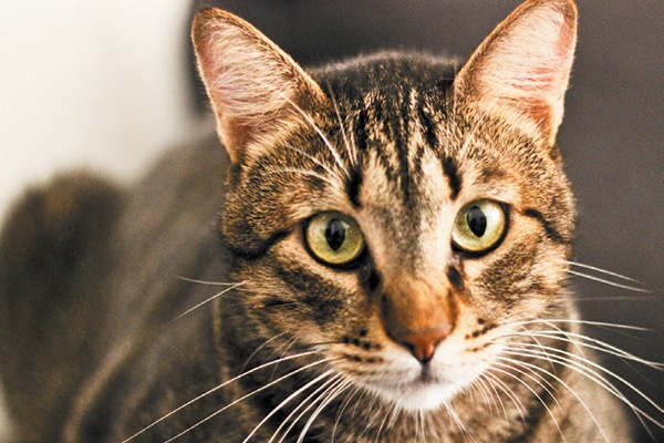 mackerel tabby kitten