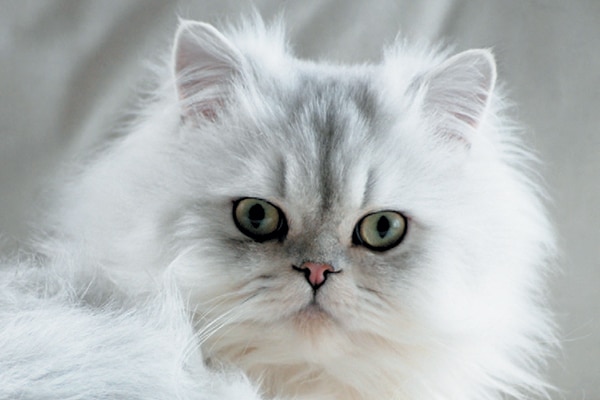 A shaded Persian cat. 