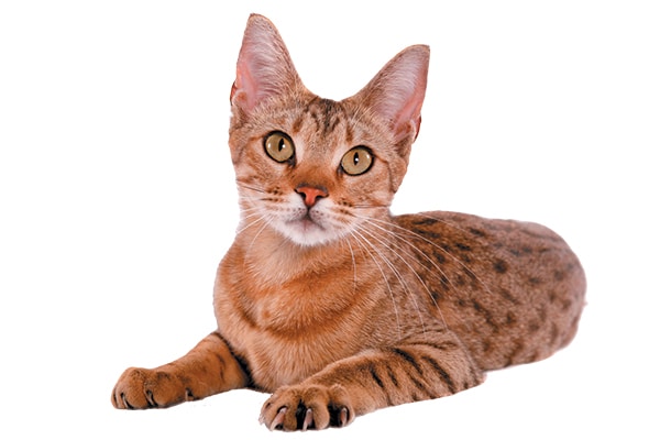 The spotted tabby cat.