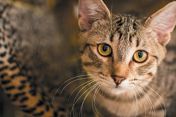 marble tabby kitten