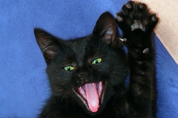 A-black-cat-hissing-claws-out-about-to-a