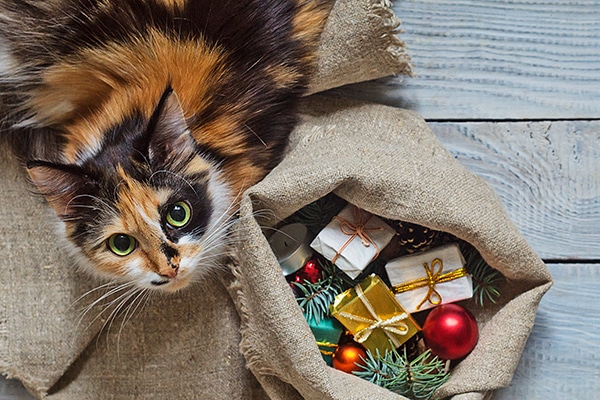 A calico cat with a sack of Christmas / holiday gifts.