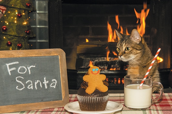 A cat by a fireplace with cookies and a cupcake.