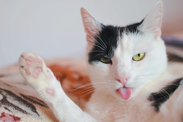A cat licking with his tongue out.