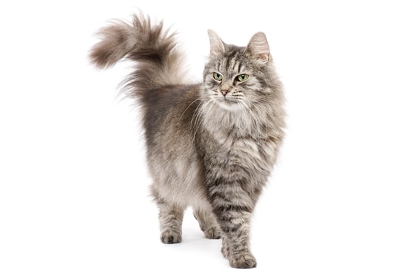 A gray and white cat with her tail up.