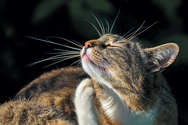 Cat Whiskers 101