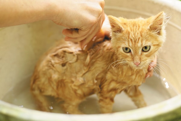 A ginger cat getting a bath. 