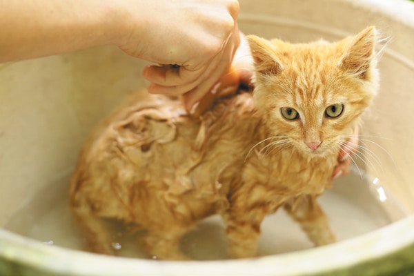 Cat With a Mat National Cat Groomers Institute