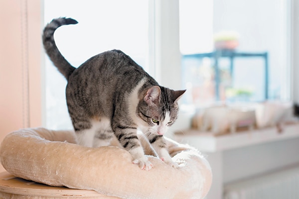 Why do cats knead? A gray and white cat, sucking and kneading on a blanket.