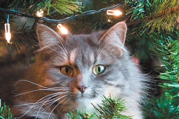 A gray cat hiding in a Christmas tree. 