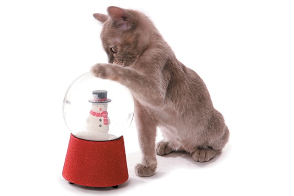 A gray cat tapping a snowglobe with a snowman inside. 