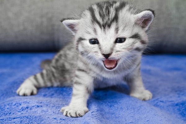 A gray kitten meowing.