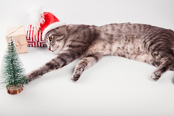 A gray tabby cat and a small Christmas tree and gifts.