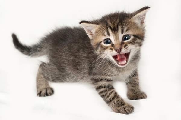 How old are kittens when they start eating wet food How Much To Feed A Kitten Catster