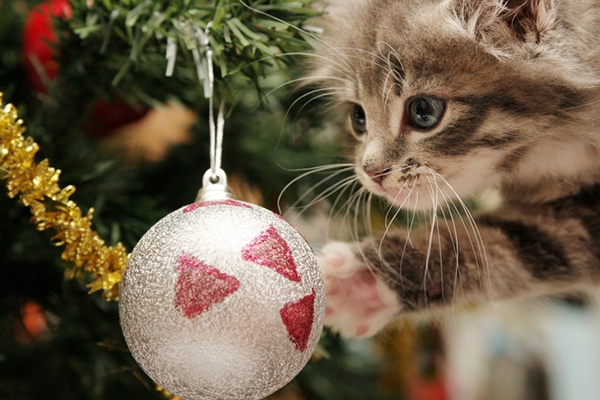 A kitten playing with a glass ornament on a Christmas tree.
