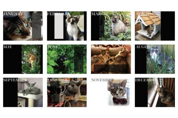 2018 Alley Cat Advocates Wall Calendar.