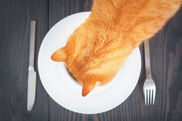 An orange cat eating a plate of food. 