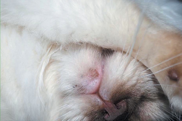 How to Handle Feline Acne Catster