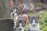 Feral cats peeking out from behind a fence.