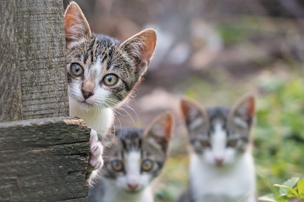 orphan kittens near me