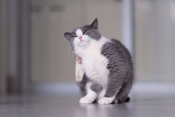 A gray and white cat scratching and itching.