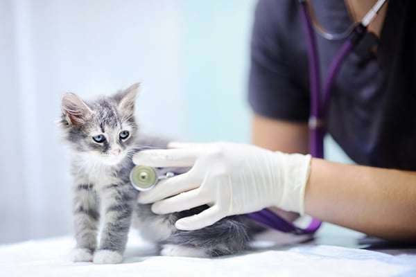 A gray kitten at the vet with a stethoscope.