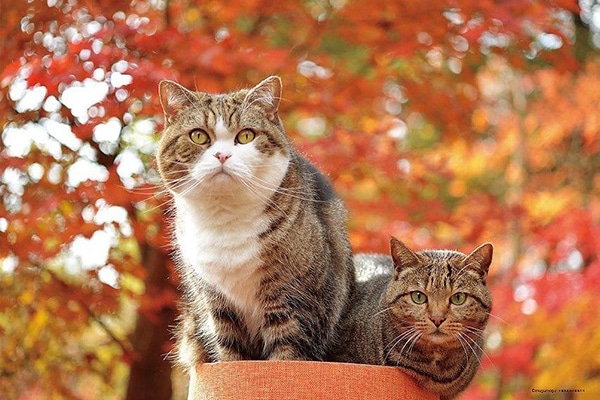2018 Cat Calendar - I am Maru.