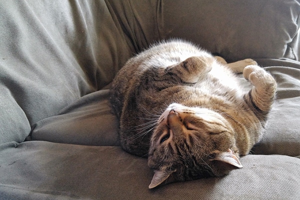 A large, fat tabby cat upside down.