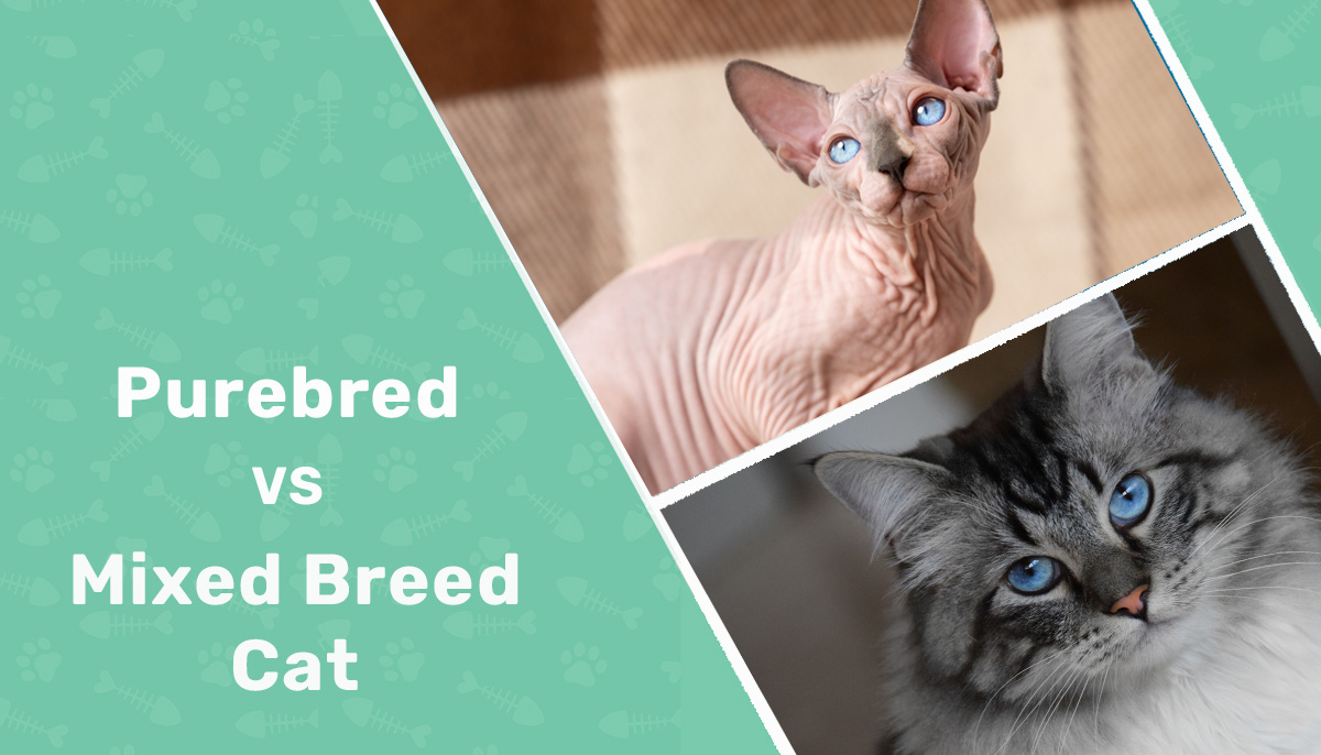 Purebred-vs-Mixed-Breed-Cat