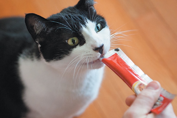 Delectables Squeeze Up Treats.