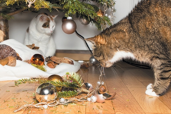 Two cats with broken Christmas ornaments. 