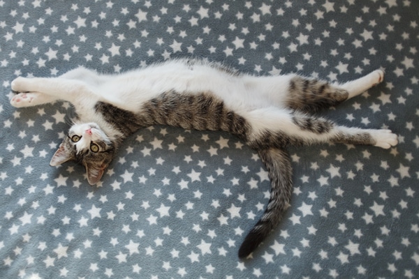 A cat upside down, showing his belly off. 
