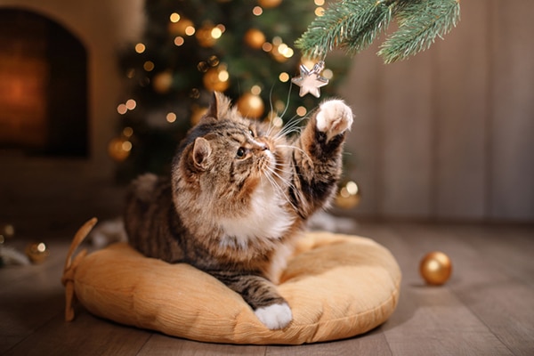 Cats And Christmas Trees 10 Ways To Maximize Safety