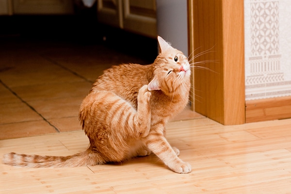 marble orange cat