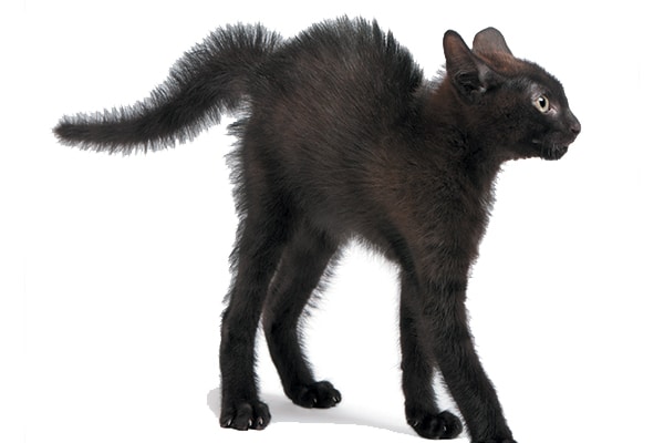 A black cat with a puffed or bottle brush tail. 