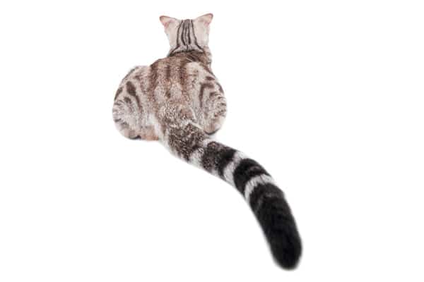 a gray cat's tail on a white background